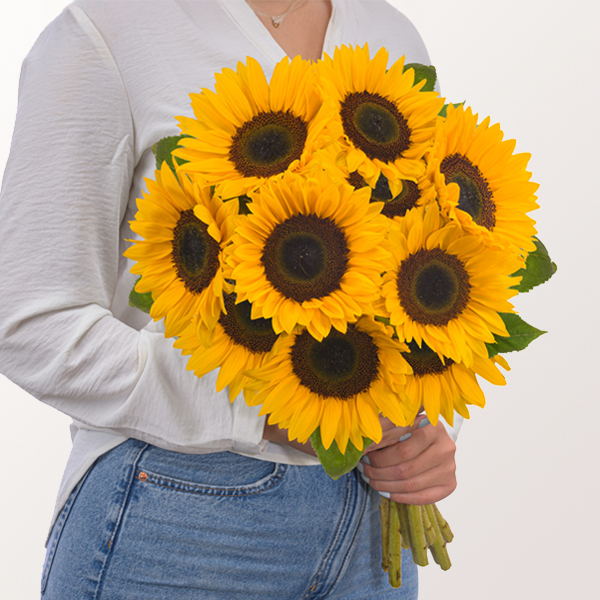 10 Sonnenblumen im Bund