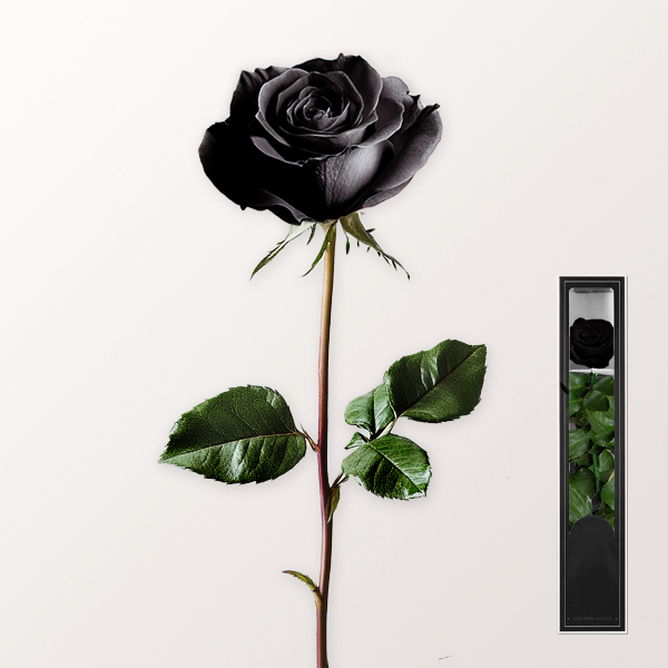 Schwarze, haltbare Rose mit Stiel