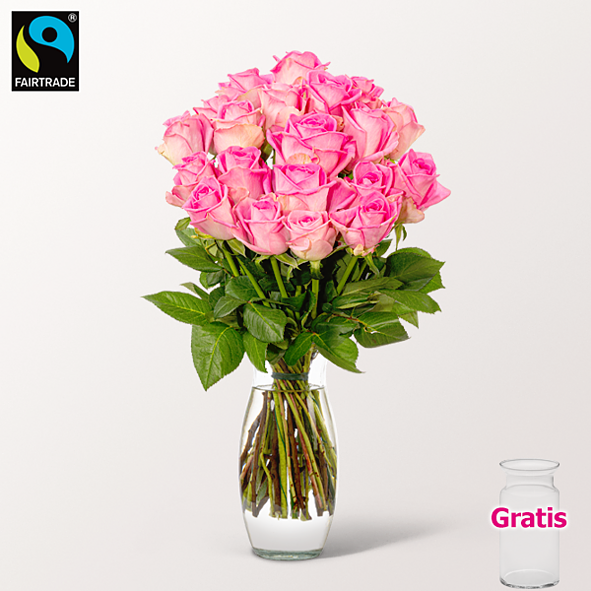 20 pinke Fairtrade Rosen im Bund mit Vase