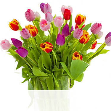 Tulpen im Bund Tulpen im Bund