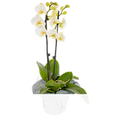 Weiße Orchidee im Topf