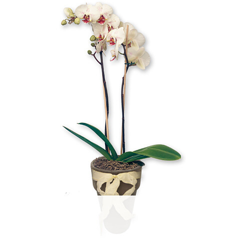 Blumen Verschicken Mit Blume2000 De Dem Blumenversand