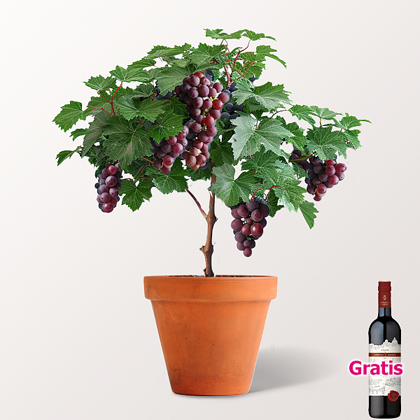 Weinrebe & Rotwein im Set