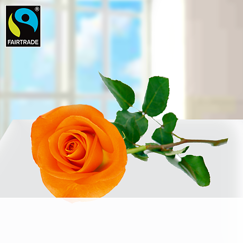 Orange, langstielige Fairtrade Rose in edler Verpackung