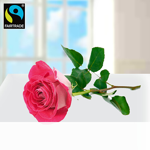 Rosa, langstielige Fairtrade Rose in edler Verpackung