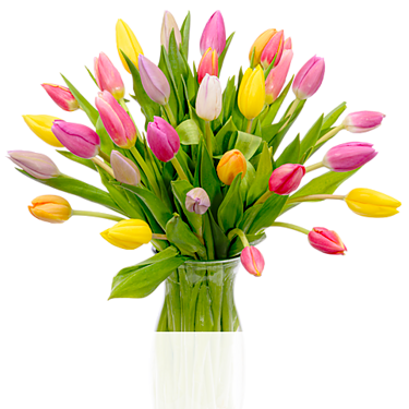 Tulpen im Bund Tulpen im Bund