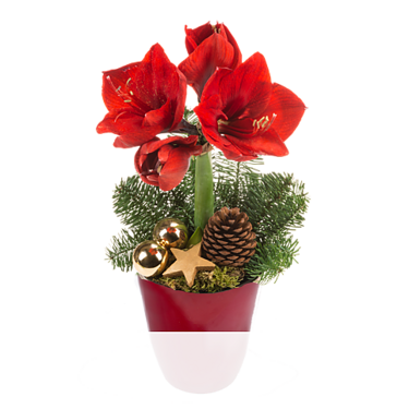 Amaryllis im Topf Amaryllis im Topf