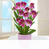 Inca Orchidee 