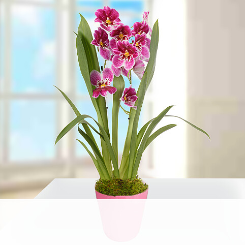 Inca Orchidee 