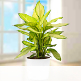 Dieffenbachia Summer Style