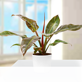 Philodendron Imperial Red