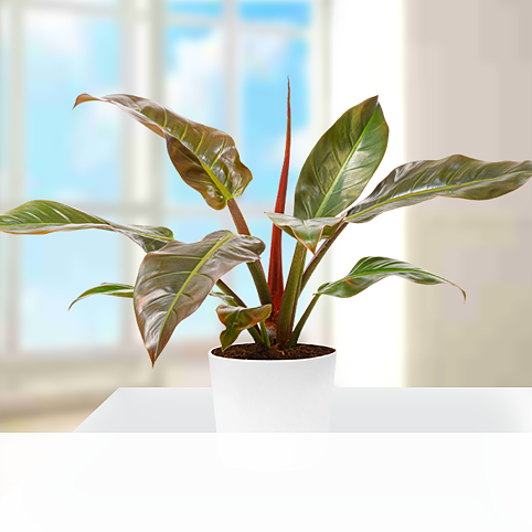 Philodendron Imperial Red