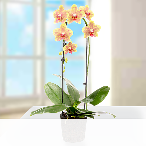Gelbe Orchidee im Seegraskorb