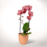 Lachsfarbene Orchidee im Topf