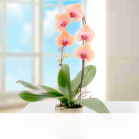 Lachsfarbene Orchidee im Topf