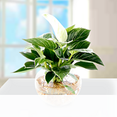 Waterplant Philodendron