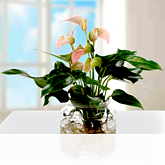 Waterplant Anthurie Jolie Peach