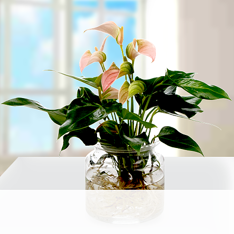 Waterplant Anthurie Jolie Peach