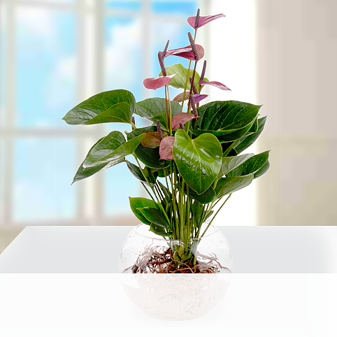 Waterplant Anthurie Baby Purple