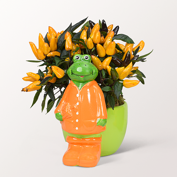 Zierpaprika im lustigen Frosch-Topf