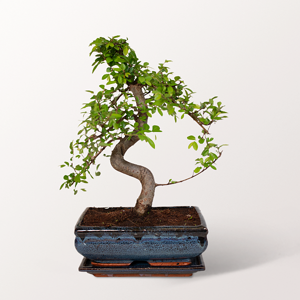 Bonsai Zelkova