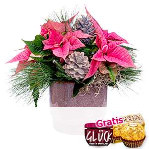 Rosa Weihnachts-<br>stern