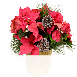Rosa Weihnachtsstern <br>im Topf