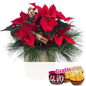 Roter Weihnachts-<br>stern