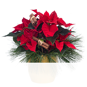 Roter <br>Weihnachtsstern