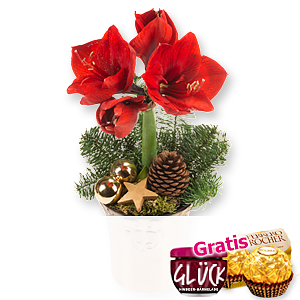 Rote Amaryllis <br>im Topf