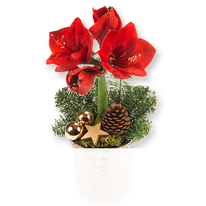 Rote Amaryllis <br>im Topf