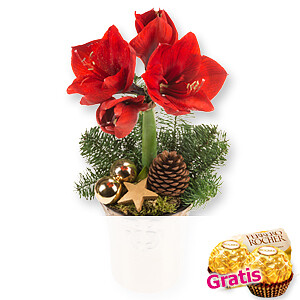 Rote Amaryllis <br>im Topf
