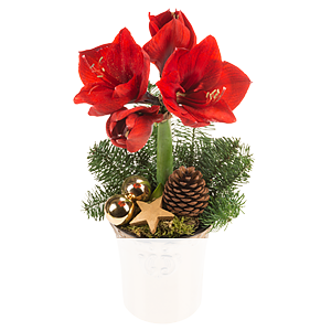 Rote Amaryllis <br>im Topf