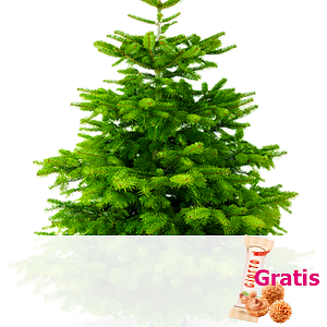 Echte Nordmann-<br>tanne 