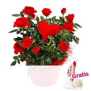 Rote Rose <br>im Topf
