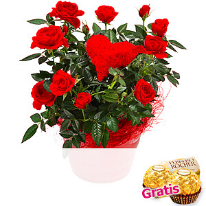 Rote Rose <br>im Topf