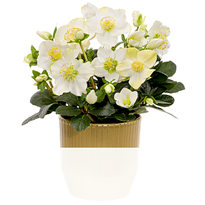 Weiße <br>Schneerose