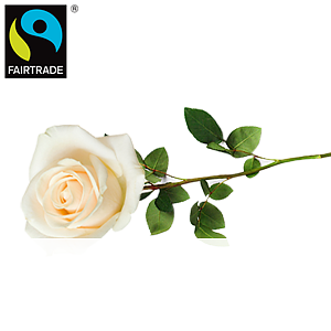 Weiße Premium-<br>rose