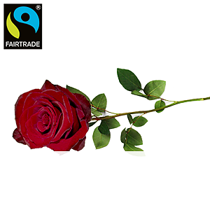 Rote Premiumrose <br>mit Verpackung