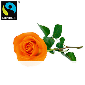 Orange FAITRADE <br>Einzelrose
