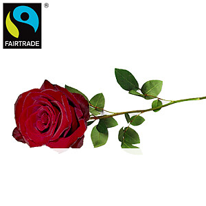 Rote FAIRTRADE <br>Einzelrose
