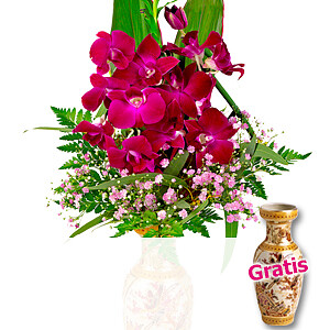 Asiatische <br>Orchideen