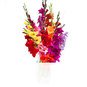 10 bunte Gladiolen <br>im Bund