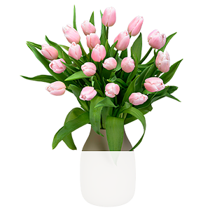 20 rosa Tulpen <br>im Bund