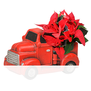 Arrangement <br>Roter Wintergruß