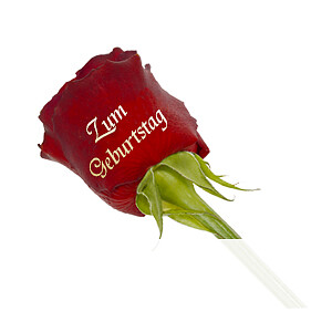 Edelrose "Zum <br>Geburtstag"