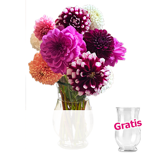 10 Dahlien <br>im Bund