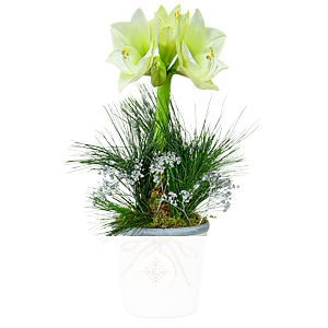 Weiße Amaryllis <br>im Keramiktopf