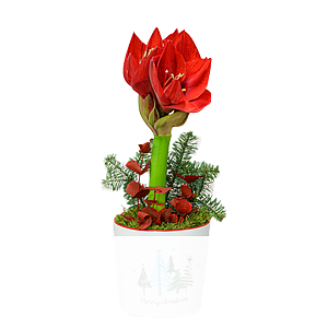 Rote Amaryllis im <br>hübschen Topf