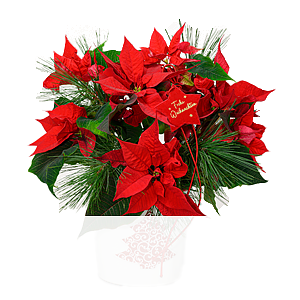 Roter Weihnachtsstern <br>im Topf